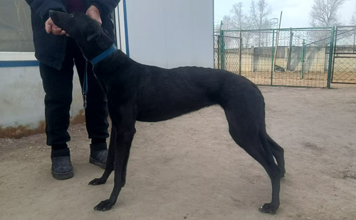 黑风 900263003139659