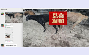 飞鹰X黑妞 900018881702592.jpg