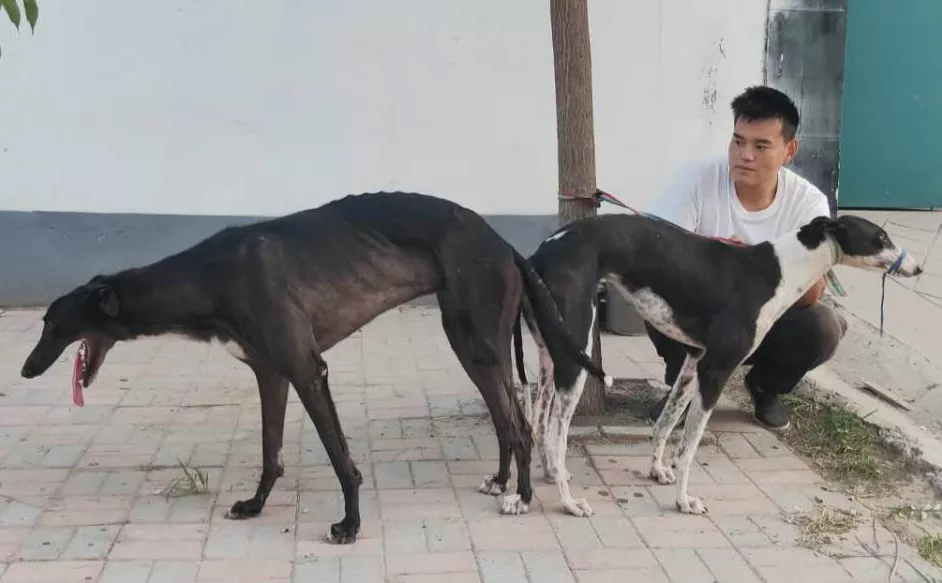 格力犬大白腿图片