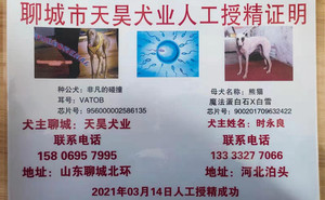 非凡的碰撞X熊猫900201709632422,犬主:泊头时永良(2021年3月14日配).jpg