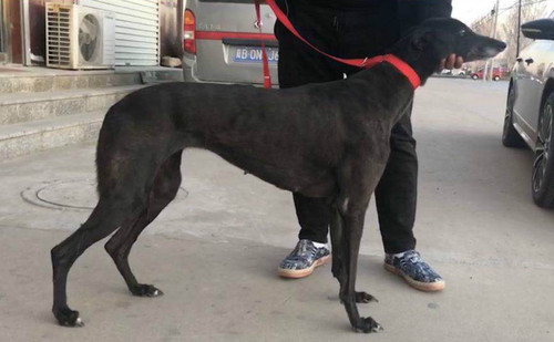 幻觉公主 900250000384692,900111880089816 - 格力犬yy--格力犬中英