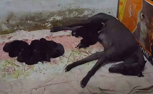 贵族包装X击落 HJMG 411A，900128001208821.jpg