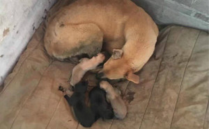 艾伦碰撞X踏雪仔 JSTX 51C.jpg