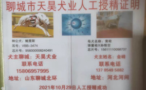 鲍里斯X黄枪 156111110098737，河间金峰(2021年10月29日配）.jpg