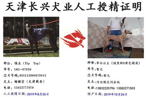 顶点X草白公主900111880205659.jpg