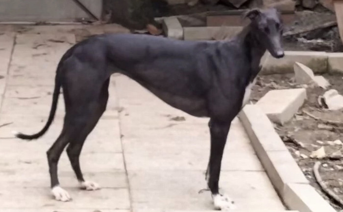 东方迅雷 988000001880457