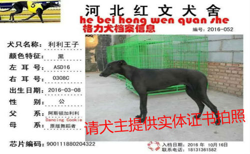 利利王子 ASD16 0308C，900111880204322