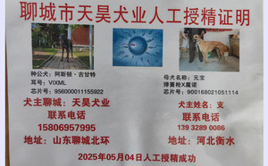 阿斯顿吉甘特X元宝 900168021051114.jpg