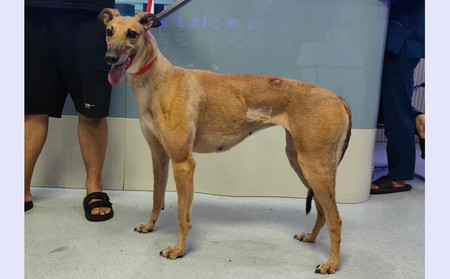 美阿塔 900022092028748