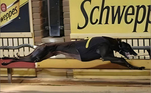 摩甘波 Mogambo，982000153742412，VAA 5940，莫甘波.jpg