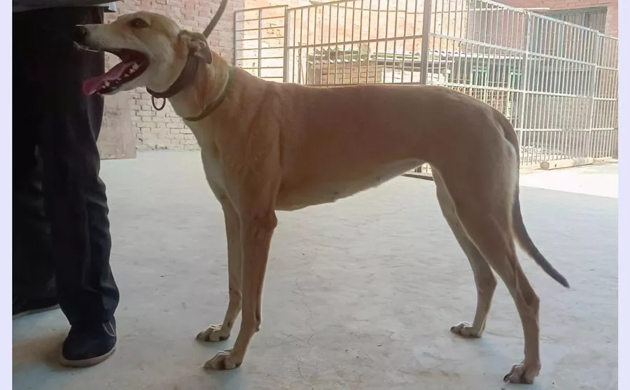 弹簧欻 900168801090702 - 格力犬yy--格力犬血统查询