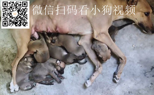 微信视频2026-05-28_08380[20260528-083957].jpg