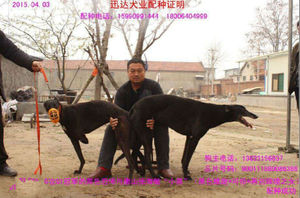 黑色恐怖X小黑900111880086386.jpg