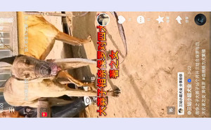 大莽子X黄保罗 941000225081146，BLDZ2.jpg