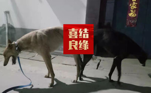 黄午夜X野性的伤疤 900168801066597，98CSK.jpg