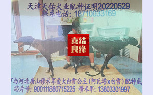 阿斯顿保罗X白雪公主900111880715225，HJWCAWT.jpg