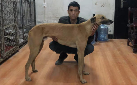 黄金卡佳 900215002609830 - 格力犬yy网电脑版--格力犬血统查询,繁殖