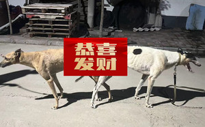 顶蜂X黄灵灵 TY508，941000225080608.jpg