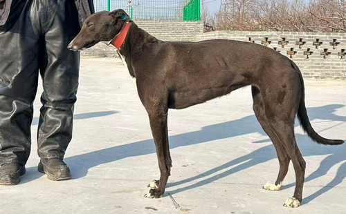 黑妞 900263005970052