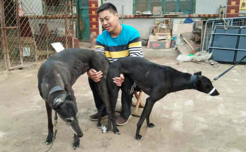 格力犬中英文血统查询