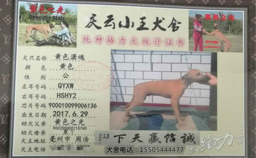 黄色潇魂 900010099006136，QYXWHSHY2
