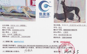 弹簧枪X贝克公主 988000001880376.jpg