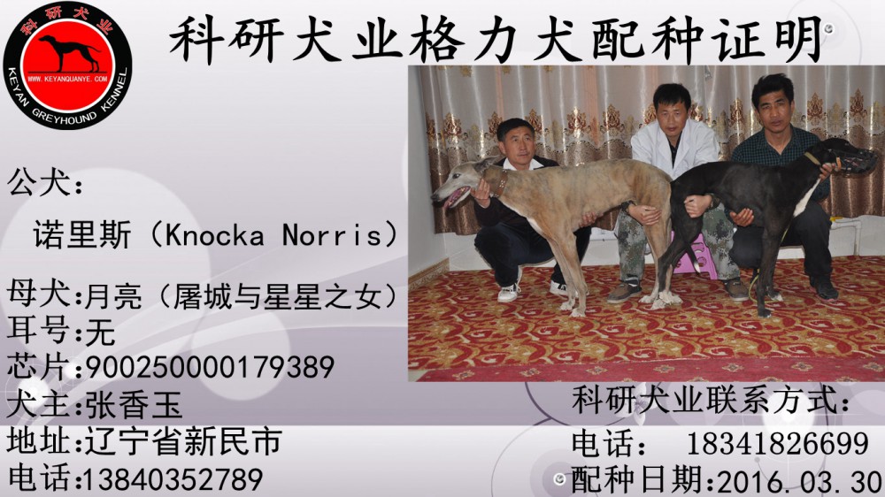 日新民市张香玉的格力犬种母月亮使用科研犬业的格力犬种公诺里斯配种
