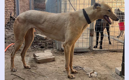 弹簧麦浪 900215010089223