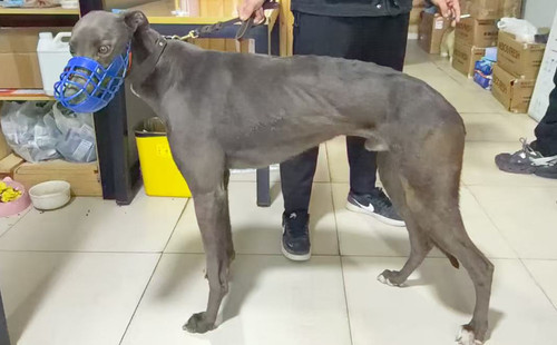 幻影飞刀 900255002655355