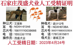 艾里斯X诡计12号 900111880032924，NGXH613BA.jpg