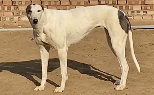 青面兽 156111110029392