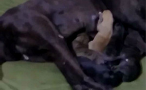 黑狐 Nyree，9560000088292252，QBETG.jpg