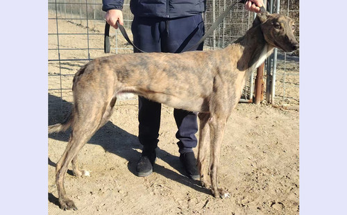 米奇子弹 Mikeys Bullet，977200010031319，YBUVM