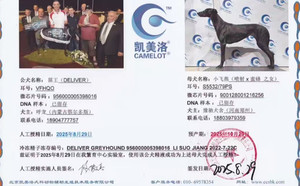 黑王X小飞燕 900128001216256，S553279PS.jpg