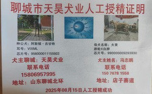 阿斯顿吉甘特X大黄 990000009293930，KNYYL.jpg