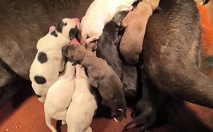 飞鹰X黑妞 900018881702592.jpg