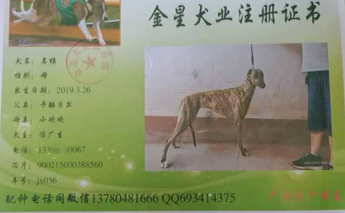 名模 900215000388560，JX036