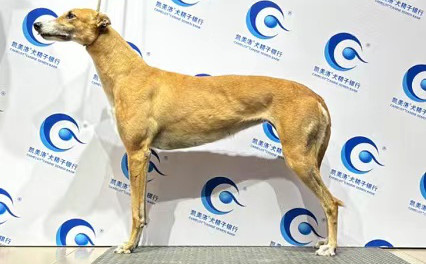 黄精灵 BLNZ2，941000225081014