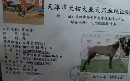 黑丽莎 941000225081667，TY947
