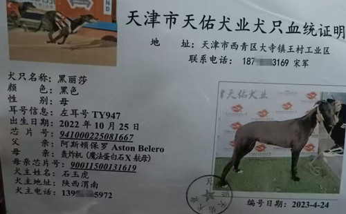黑丽莎 941000225081667，TY947