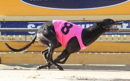 贝克贝尔 Bekim Bale，956000008869274，6148 109B