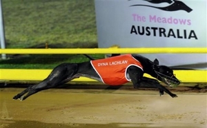 拉克兰 Dyna Lachlan2.jpg