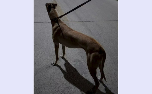 奥迪 900219000991156