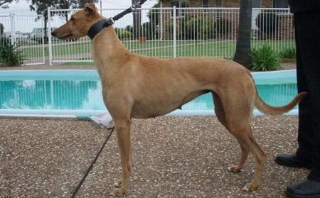 面包习惯 Cookies Habit