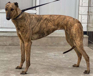 格力犬中英文血统查询