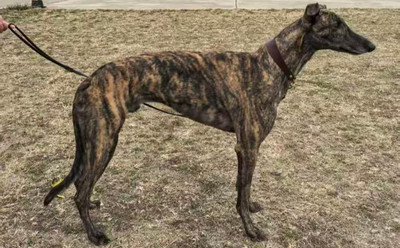 红色警戒 900215001894138