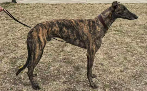 红色警戒 900215001894138