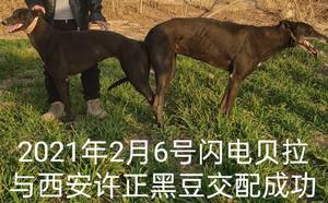 闪电贝拉X黑豆 900215000445615.jpg