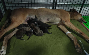 科南斯之星X菲特 Anywhere Anytime，956000008462570，B05V.jpg