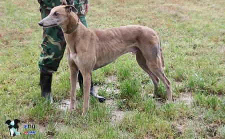 黄蜂 Malfoy，26D 8316